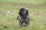 MASTIFF 049